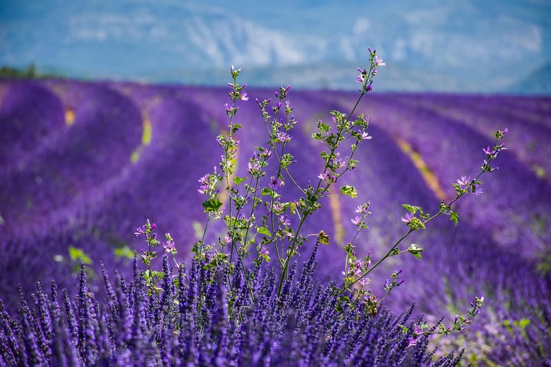 Lavender Fields of Provence